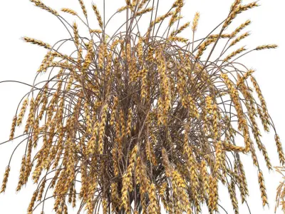 Decorative bouquet of ears of wheat 3D model