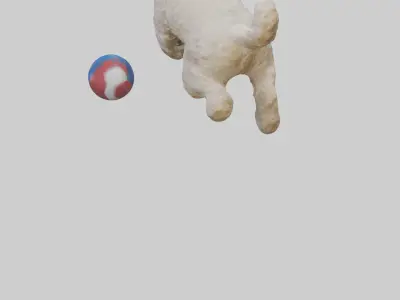 Cockapoo chasing ball model 3D model