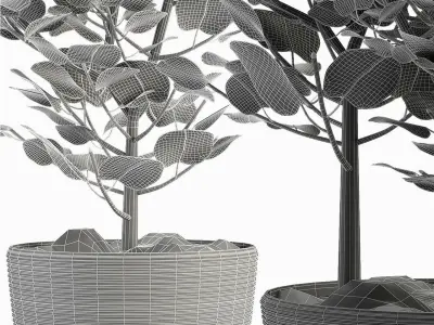 Exotic Plants 3D model