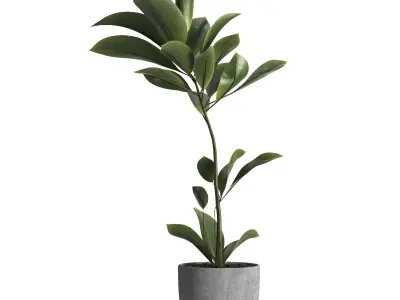 indoor plant 023 3D model