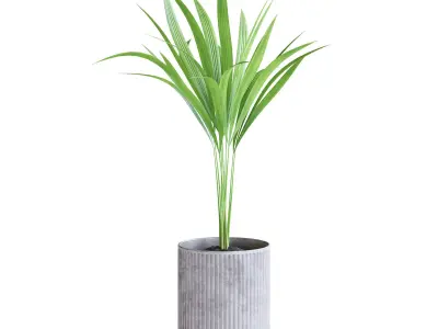 Areca Palm 3D model