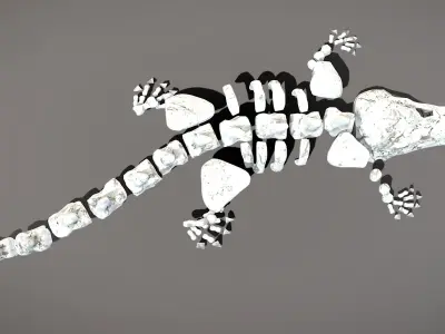 Crocodile Skeleton Low-poly 3D model