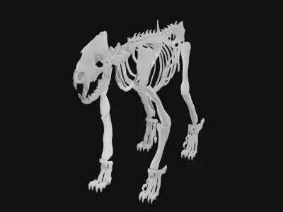 Hyena skeleton 3D model