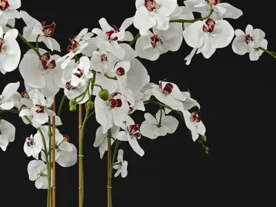 Orchid 11 3D model