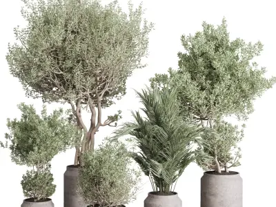 indoor plant set 401 tree palm bush in a concrete vases Low-poly 3D model