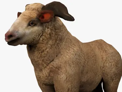fluffy ram sheep rig  high-poly textured 3D model