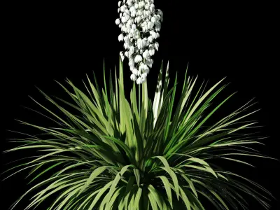 Blossoming yucca 4 models 3D model