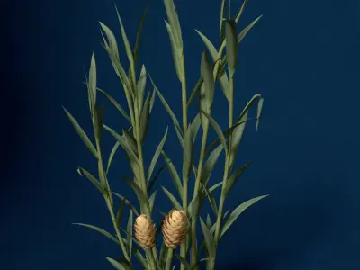 XfrogPlants Ginger 3D model