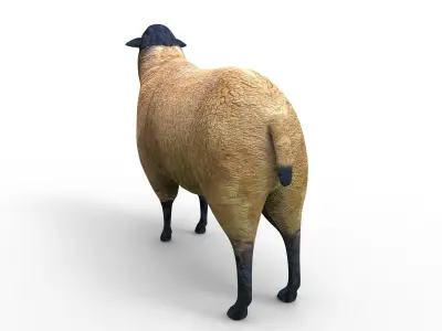 3D Sheep low poly Model Low-poly 3D model