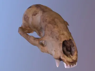 Photogrametry Skull Pack 3D model