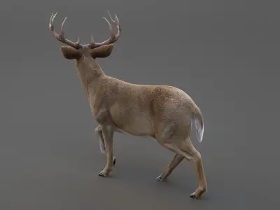 Deer 2 ANIMATED XGEN CORE 3D model