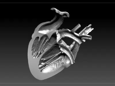 Heart Sliced STL 3D print model