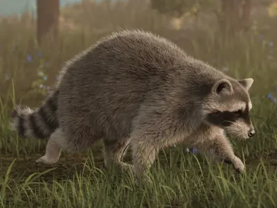 Raccoon Rigged Animated 3D model