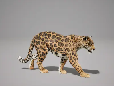 Jaguar Animated UNREAL project  Maya base rig 3D model