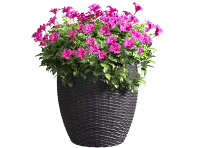 Flowers in a rattan garden pot for decoration in Provence style 3D model