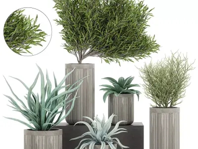 Decorative plants in a concrete flowerpots 802 3D model