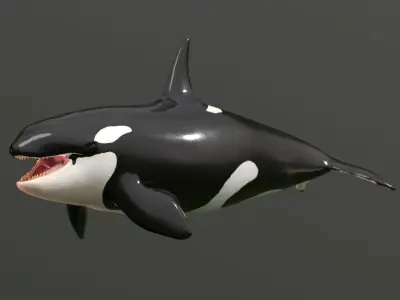 killer whale Low-poly 3D model