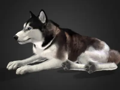 Dog - Husky Realistic Animated 3D model