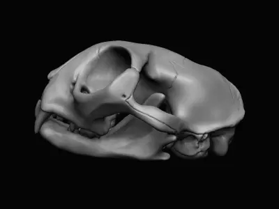 Cat Skull  3D model purchase