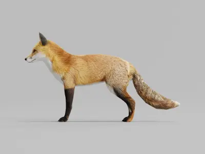 Red Fox Animals Low-poly 3D model