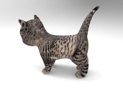 Wild Cute cartoon Cat Rigged Low-poly 3D model