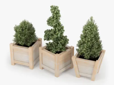 Buxus three wooden planters 3D model