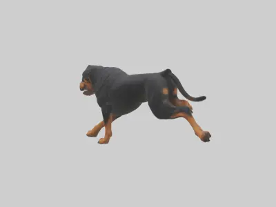 Rottweiler running model Low-poly 3D model