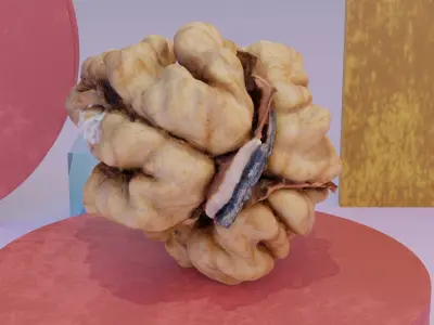 Walnut kernel 01 high-poly 3D model