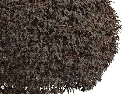 Dwarf yaupon holly fall 3D model