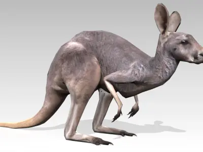 Kangaroo Animated Low-poly 3D model
