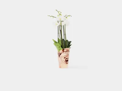 Phalaenopsis hybrid Duetto 4 branch Low-poly 3D model