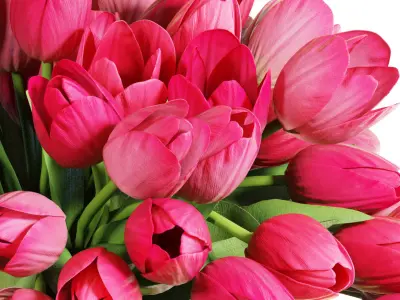 Flower Set 19 - Pink Tulips Bouquet 3D model