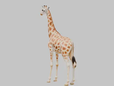 African Giraffe Low-poly 3D model purchase