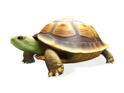 Stylized Tortoise 3D model