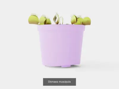 Collection of Houseplants - 6 Models