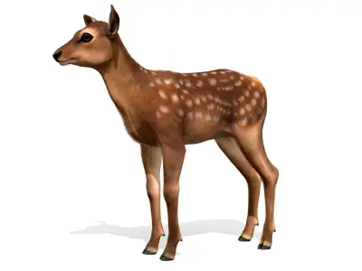 Red Deer Calf Low-poly 3D model