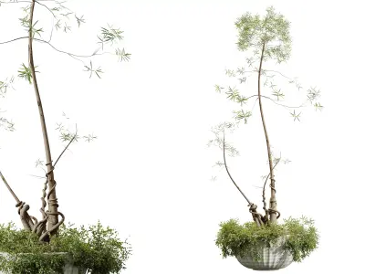 AV HousePlants Japandi Minimalism Ficus Dracaena Marginata20 3D model