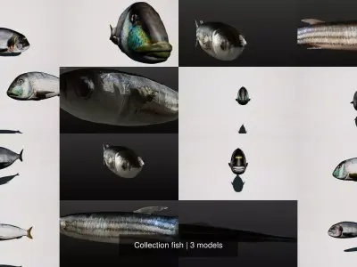 Collection fish head