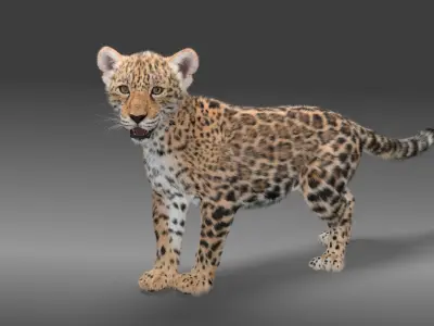 Jaguar Baby - Panthera Onca Animated 3D model