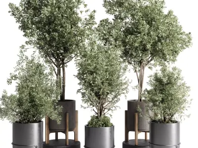 Collection indoor outdoor plant tree vase dirty concrete 3D model