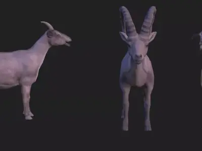 Full animation of male and female goats Low-poly 3D model