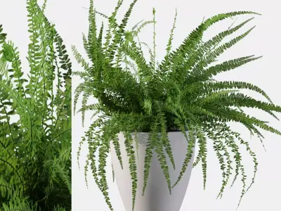 Fern in white pot 3D model purchase