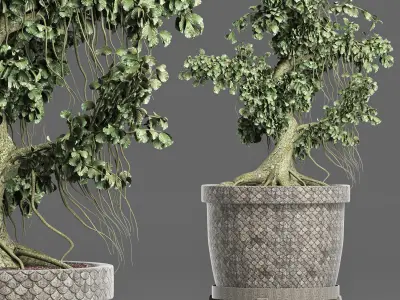 Plants Collection 172 Sageretia Theezans Mini Bonsai 3D model