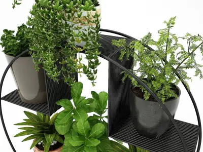 Realistic plants in pots  3D model
