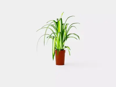 Chlorophytum varigata Low-poly 3D model
