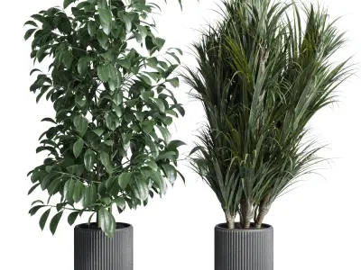 indoor plant set 308 pot palm ficus rubbery monstera Low-poly 3D model