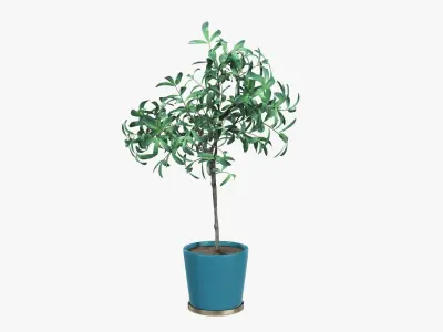 Decorative tree potted 3D model