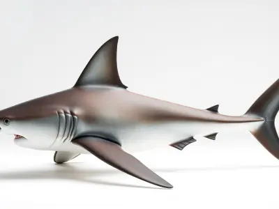 Thresher Shark with Long Tail Fin 3D Model Low-poly 3D model