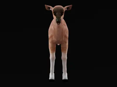 Young Wildebeest Gnu Antelope Low-poly 3D model