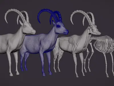 IBEX MODEL - VFX SIMULATION READY 3D model
